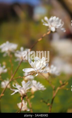 Zarte kleine weiße Sternmagnolienblüten blühen im Frühling rund um Zürich, Schweiz, auf schlanken Zweigen unter weichem Tageslicht Stockfoto