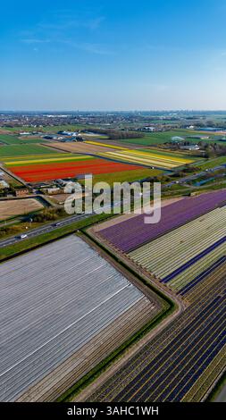 Aus der Vogelperspektive pulsierende Tulpenfelder in voller Blüte mit farbenfrohen Blumenreihen in einer ländlichen Landschaft, mit nahe gelegenen Straßen, Farmen und einem weit entfernten t t Stockfoto