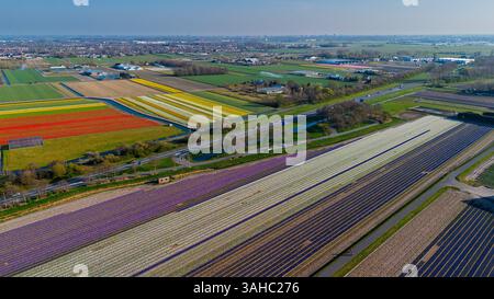 Aus der Vogelperspektive pulsierende Tulpenfelder in voller Blüte mit farbenfrohen Blumenreihen in einer ländlichen Landschaft, mit nahe gelegenen Straßen, Farmen und einem weit entfernten t t Stockfoto