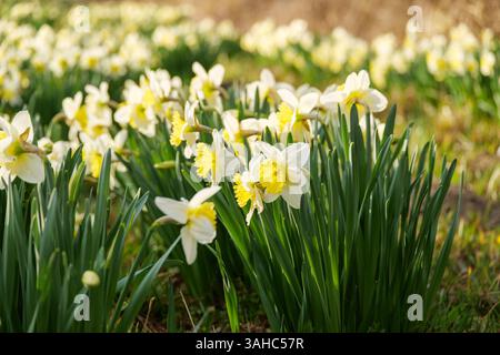 Narzissen weiß und Gelb an einem sonnigen Frühlingstag in Österreich Europa Stockfoto