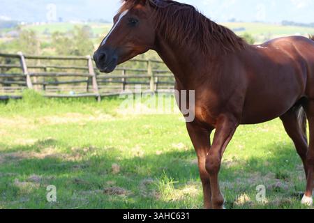 Pferde auf einer Graswiese Stockfoto
