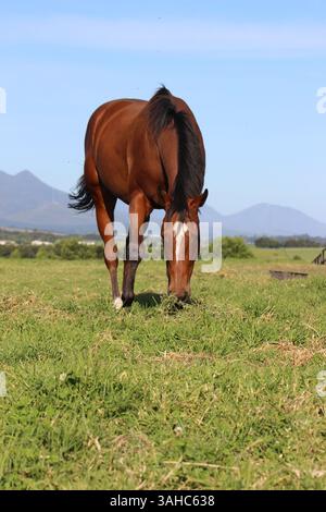 Pferde auf einer Graswiese Stockfoto