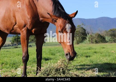 Pferde auf einer Graswiese Stockfoto