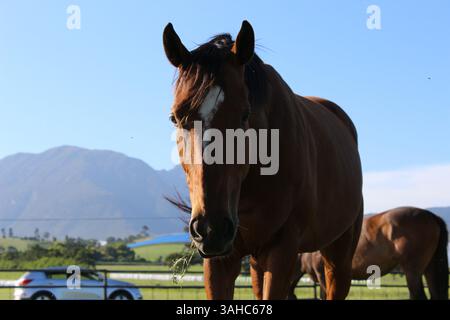 Pferde auf einer Graswiese Stockfoto