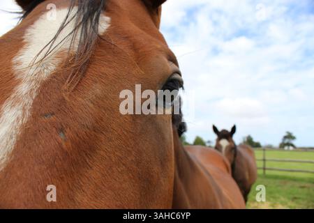 Pferde auf einer Graswiese Stockfoto