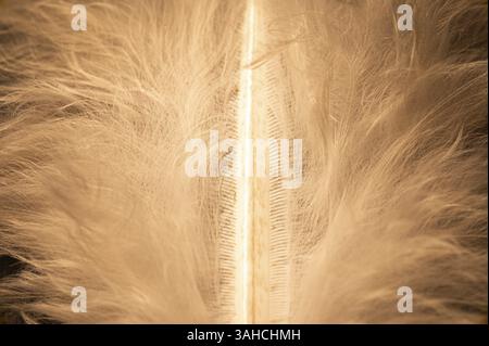 Nahaufnahme einer weichen Feder mit Lichtspiel entlang des Mittelzweigs, Jena, Thüringen, Deutschland, Europa Stockfoto