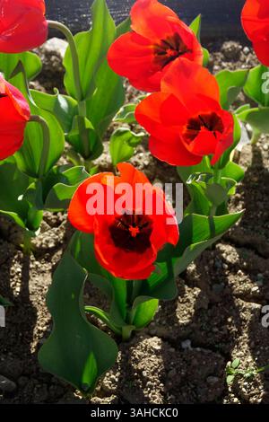Crimson Tulpen, ein Farbstoß in der sonnenverwöhnten Erde. Stockfoto