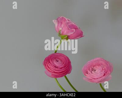 Dieser atemberaubende rosafarbene Ranunkel, ein Sonnenschein im Garten. Stockfoto