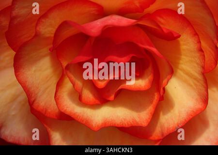 Nahaufnahme der leuchtenden, tuberösen Begonien „Jean Blair“ mit großen, gerafften Blüten in Aprikosentönen, umrandet von Orange. Stockfoto