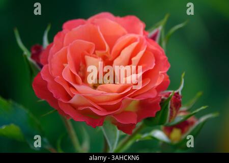 Nahaufnahme der leuchtenden, tuberösen Begonien „Jean Blair“ mit großen, gerafften Blüten in Aprikosentönen, umrandet von Orange. Stockfoto