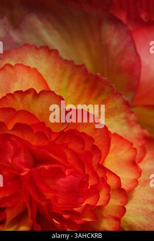 Nahaufnahme der leuchtenden, tuberösen Begonien „Jean Blair“ mit großen, gerafften Blüten in Aprikosentönen, umrandet von Orange. Stockfoto