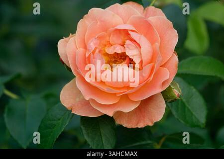 Eine zarte Pfirsichrose, ein Farbanstrich vor einem Hintergrund von üppigem Grün. Stockfoto