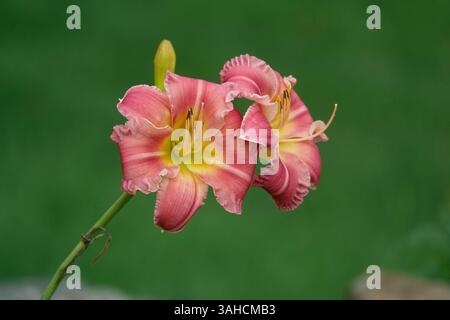 Eine Symphonie aus sanften rosafarbenen Taglilien und tiefem Grün unterstreicht die Schönheit der Natur von ihrer schönsten Seite. Stockfoto