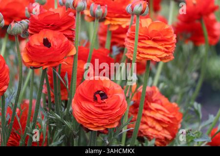 Dieser atemberaubende orangene Ranunkel, ein Sonnenschein im Garten. Ein perfektes Beispiel für die Ankunft des Frühlings. Stockfoto