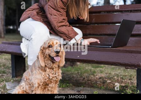 Eine Frau sitzt auf einer Bank in einem Park, konzentriert sich auf ihren Laptop, während ihr Cocker Spaniel in der Nähe sitzt. Der fröhliche Hund zeigt Zuneigung mit seinem verspielten Demeano Stockfoto