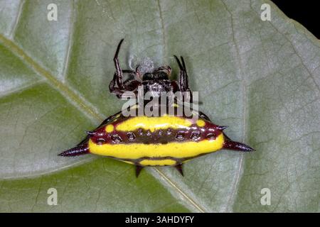 Nördliche Judenspinne (Gasteracantha fornicata) auf grünem Blatt Stockfoto