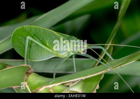 Ein Katydid der Art Chloracantha hilleri thront zwischen Grashalmen, perfekt getarnt durch seine leuchtend grünen, blattartigen Flügel und langen Antennen Stockfoto