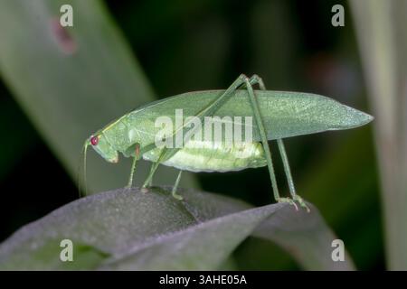 Ein Katydid aus der Unterfamilie Phaneropterinae thront auf einem Blatt und zeigt außergewöhnliche Blattmimimimimimimikry und getarnte grüne Flügel Stockfoto