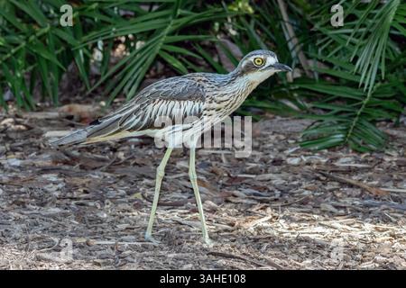 Ein Buschstein-Brachvogel (Burhinus grallarius) findet sich in einer einheimischen australischen Buschland-Umgebung unter trockenem Blattstreu. Bekannt für seine eindringliche Nocturna Stockfoto