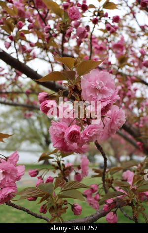 Zarte rosafarbene Kirschblüten in voller Blüte, die das Wesen des Frühlings einfangen. Stockfoto