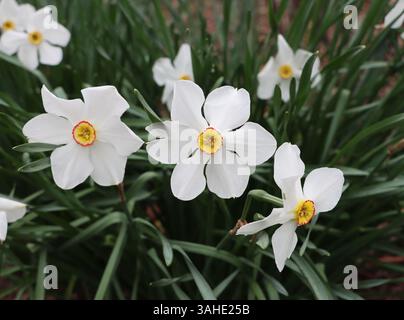 Eine Gruppe von zarten weißen Narzissen mit leuchtend gelben und roten Mittelpunkten, die anmutig im Garten blühen. Stockfoto