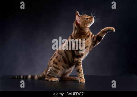 Eine bengalische Katze sitzt auf einer dunklen Oberfläche, ihr Kopf in einer neugierigen und wachsamen Haltung nach oben geneigt. Stockfoto