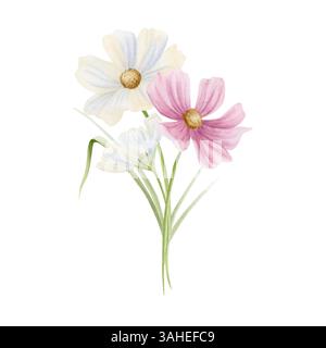 Rosa und weiße Kosmos Blumenstrauß Aquarell isolierte Illustration. Pastell Cosmea Wildblumen an Stämmen mit Gras. Sommer mit Blumenmuster, Herbst-Gänseblümchen-Clip Stockfoto