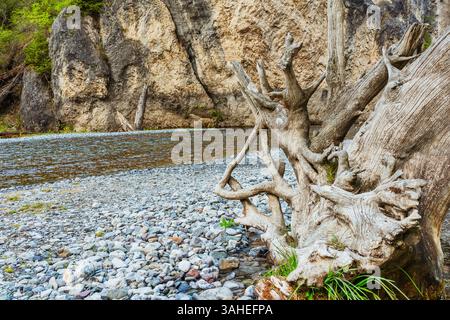 Ein alter Baum fiel in den Fluss. Stamm alter Fichten verrottet im Wasser Stockfoto