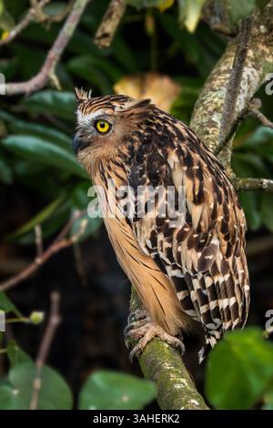Buffy Fish Owl - Ketupa Ketupu, große schöne Fischeule aus südostasiatischen tropischen Wäldern und Süßwasserfeuchtgebieten, Singapur. Stockfoto