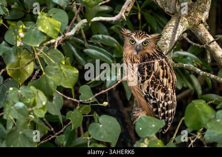 Buffy Fish Owl - Ketupa Ketupu, große schöne Fischeule aus südostasiatischen tropischen Wäldern und Süßwasserfeuchtgebieten, Singapur. Stockfoto