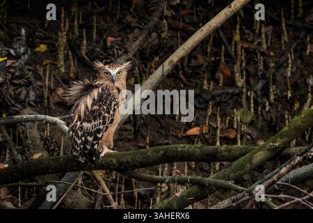 Buffy Fish Owl - Ketupa Ketupu, große schöne Fischeule aus südostasiatischen tropischen Wäldern und Süßwasserfeuchtgebieten, Singapur. Stockfoto
