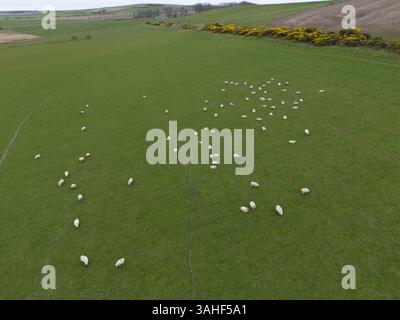 Schafe, die auf einem Feld in der Nähe von Ellon, Aberdeenshire, Schottland, weiden. Stockfoto