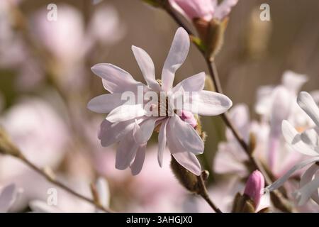 Blassrosa Star Magnolia im frühen Frühjahr in einem Londoner Park. England, Großbritannien. Stockfoto