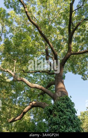 Fraxinus excelsior, die europäische Asche, Laubbaum der Olivenfamilie Oleaceae. Stockfoto