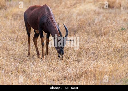 Nahaufnahme eines Roten Hartebeest - Alcelaphus buselaphus CAAMA - auch bekannt als Kongoni oder Kap Hartebeest, das auf den Ebenen der Serengeti in Tansania weidet Stockfoto