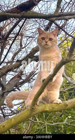 Neugierige Ingwerkatze, die auf Baumzweig im Garten steht Stockfoto