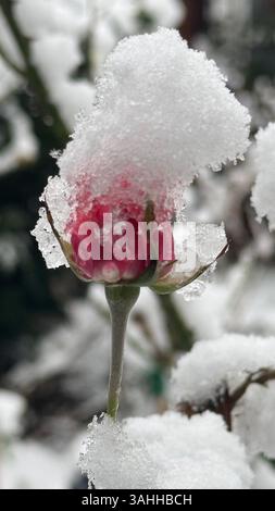 Rote Rosenknospen bedeckt mit Schnee und Eis während des Winterfrosts Stockfoto