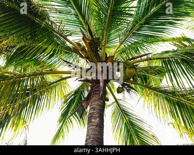 Mittlere Nahaufnahme einer Kokospalme mit Frucht Stockfoto