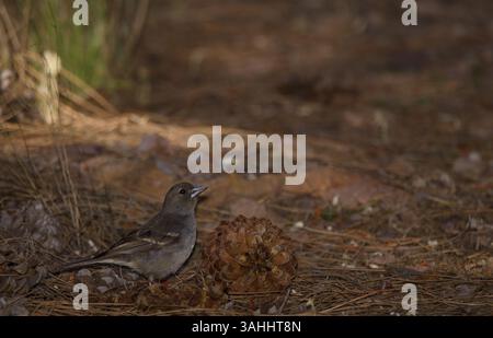 Gran Canaria Blue affinch Fringilla polatzeki. Junge Männer, die am Boden auf Nahrungssuche sind. Naturschutzgebiet von Inagua. Gran Canaria. Kanarische Inseln. Spanien. Stockfoto