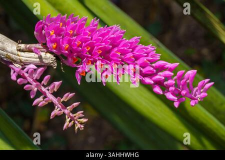 Nahaufnahme der rosa und orangen Blütensträhne epiphytischer Orchideenarten dendrobium secundum aka Zahnbürstenorchideenblüte im tropischen Garten Stockfoto
