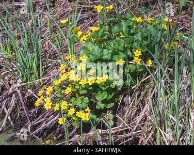 Gelber Sumpfbarsch, Caltha palustris, blüht neben einem Teich Stockfoto
