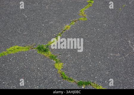 Pflanzen, die aus den Asphaltrissen wachsen. Grünes Moos, das in alten Fußwegsrissen wächst. Stockfoto