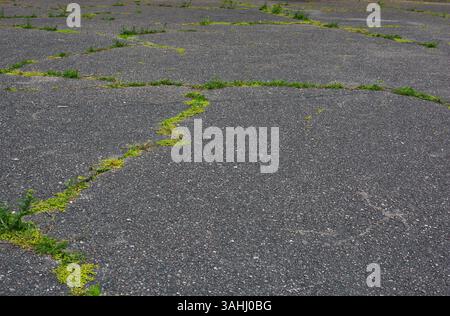 Pflanzen, die aus den Asphaltrissen wachsen. Grünes Moos, das in alten Fußwegsrissen wächst. Stockfoto