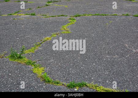 Pflanzen, die aus den Asphaltrissen wachsen. Grünes Moos, das in alten Fußwegsrissen wächst. Stockfoto