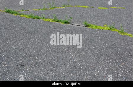 Pflanzen, die aus den Asphaltrissen wachsen. Grünes Moos, das in alten Fußwegsrissen wächst. Stockfoto
