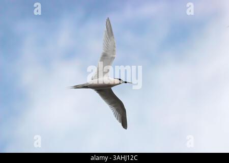 Sandwichseeschwalbe Thalasseus sandvicensis im Flug unter blauem Himmel mit Wolken. Wunderschöne Seevögel in der Tierwelt. Stockfoto