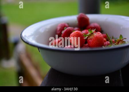 Eine große Schüssel frischer Erdbeeren im Dorf. Erdbeerschale auf der Veranda. Alte Schüssel mit Erdbeeren. Beeren in der alten Schüssel im ländlichen Raum. Stockfoto