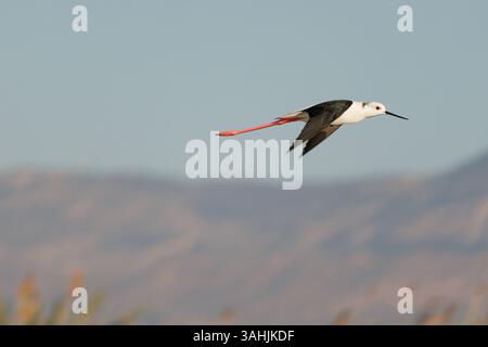 Schwarzflügelpfahl Himantopus himantopus im Flug mit Bokeh aus den Crevillente Bergen, El Hondo Naturpark, Spanien Stockfoto