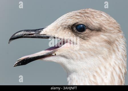 Heringsmöwe larus argentatus Jungkopfporträt. Niedlicher Vogel aus der Nähe Stockfoto