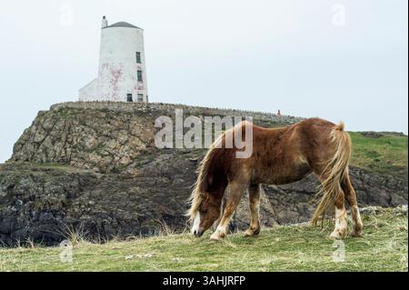 Walisisches Pony mit TWR Mawr Leuchtturm im Hintergrund, Llanddwyn Island, Anglesey, Nordwales, Großbritannien. Aufgenommen am 4. April 2025. Stockfoto